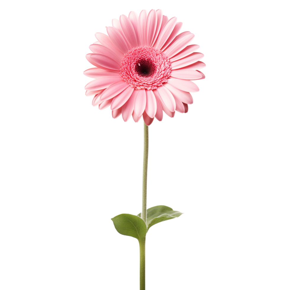 Gerbera Daisy flower on transparent background png