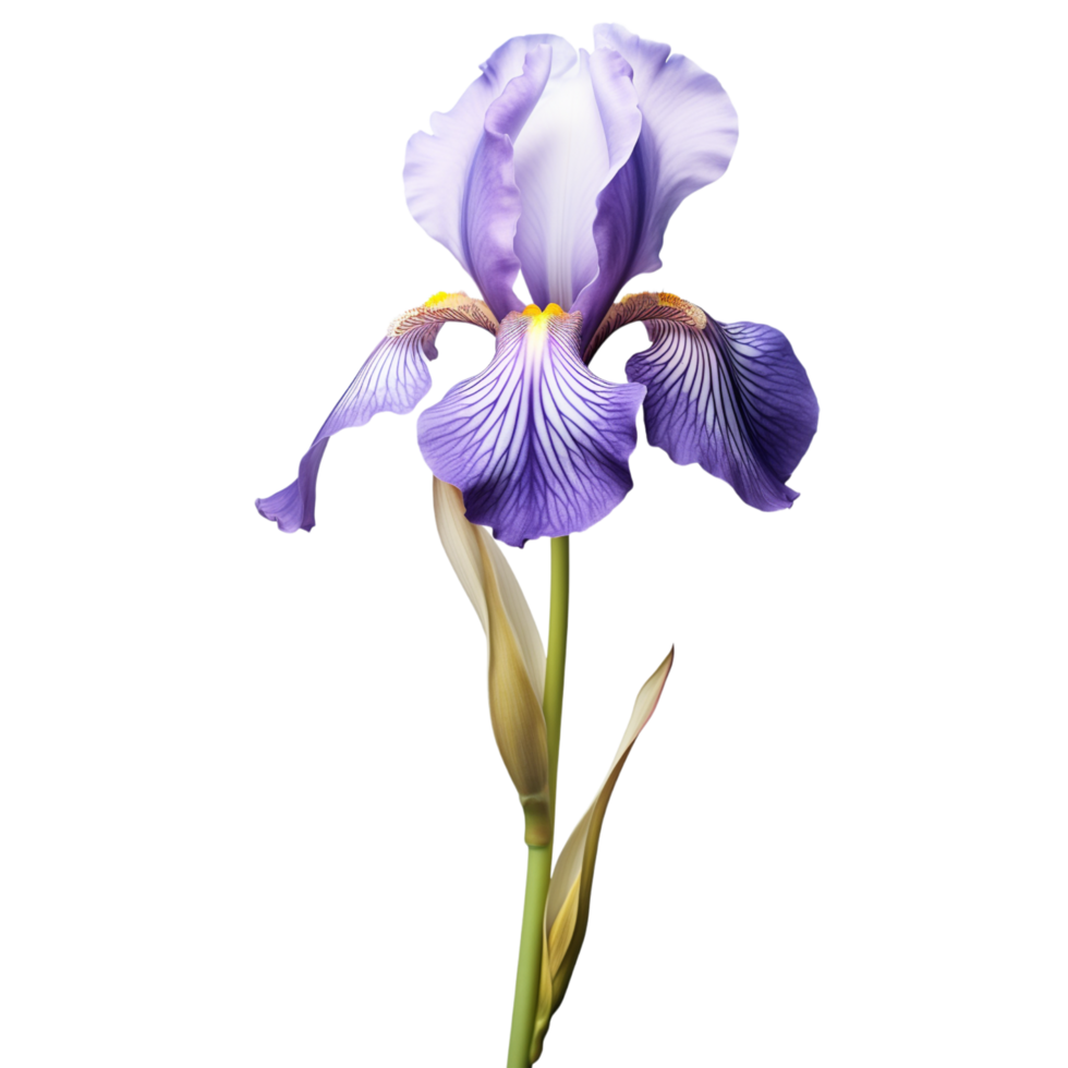 Iris flower on transparent background png