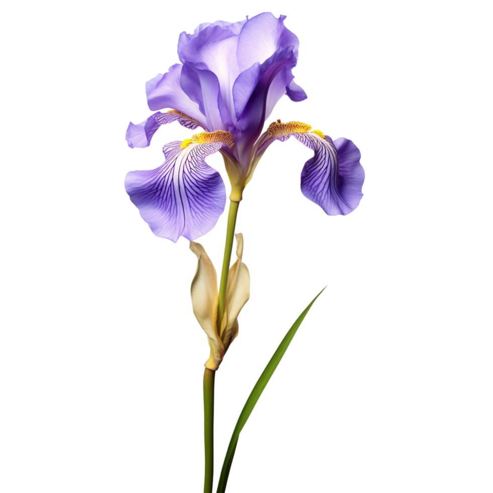 Iris flower on transparent background png