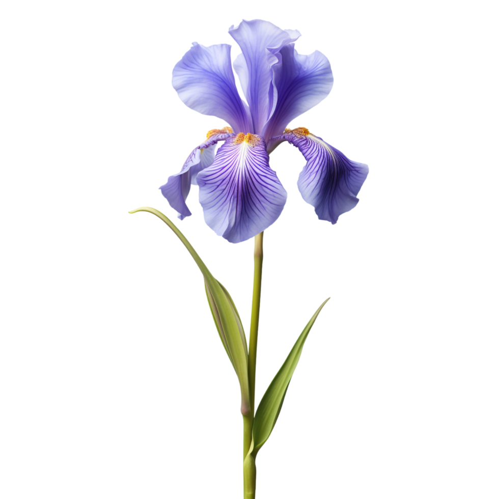 Iris flower on transparent background png