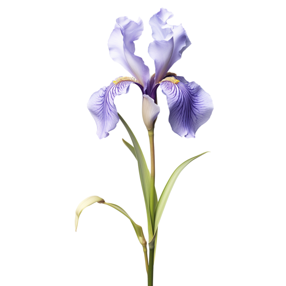 Iris flower on transparent background png