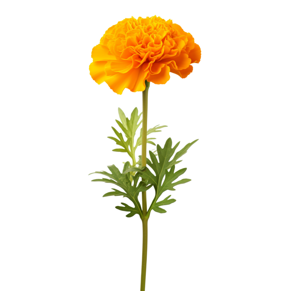 Marigold flower on transparent background png