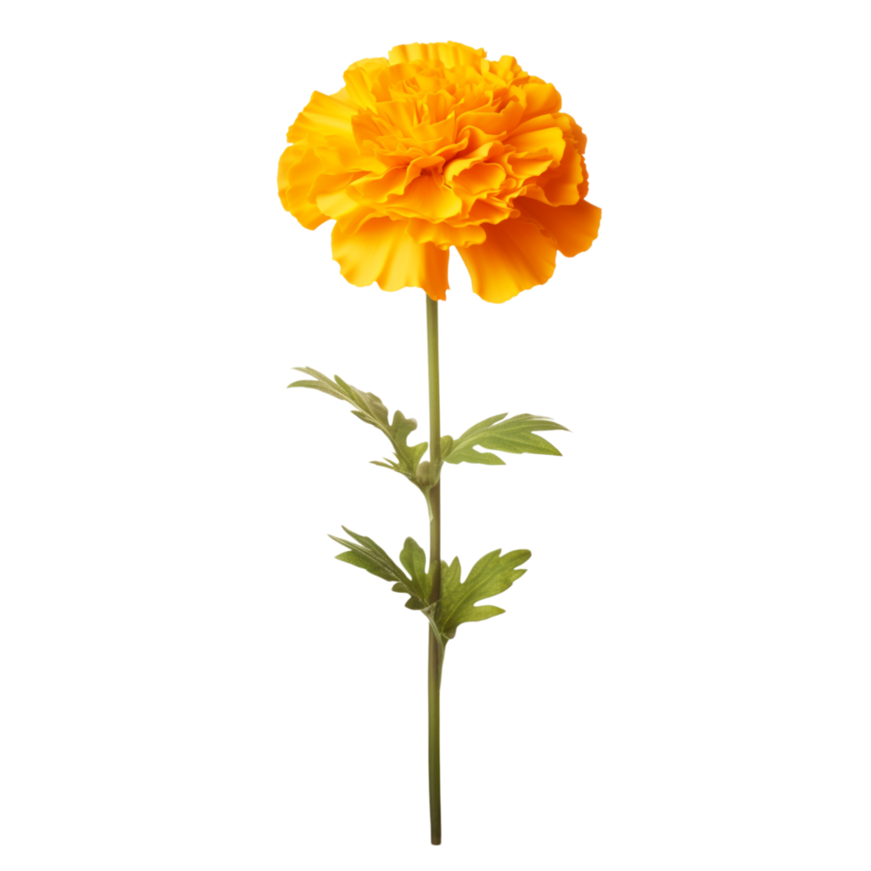 Marigold flower on transparent background png