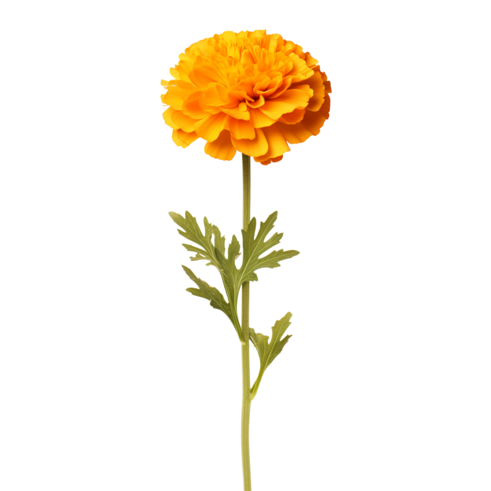 Marigold flower on transparent background png