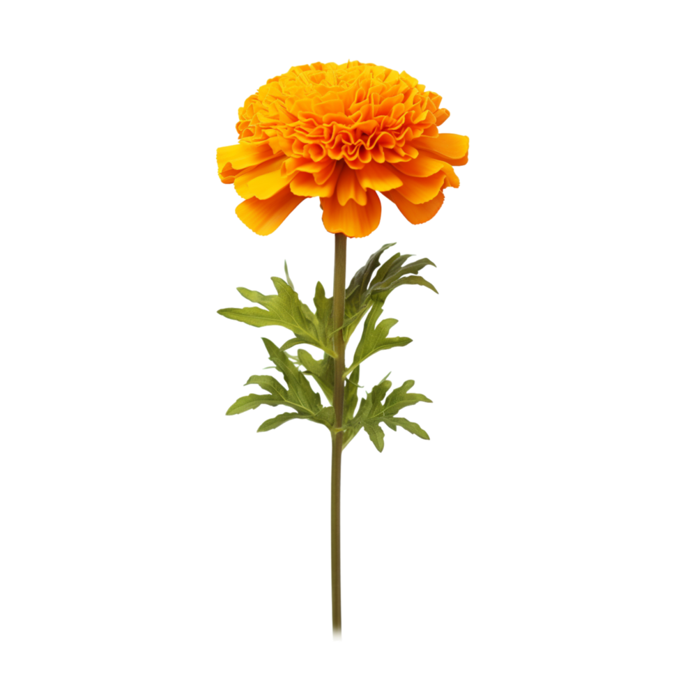 Marigold flower on transparent background png