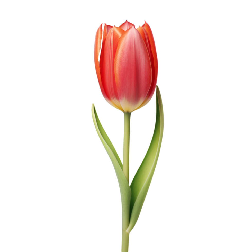 Tulip flowers on transparent background png