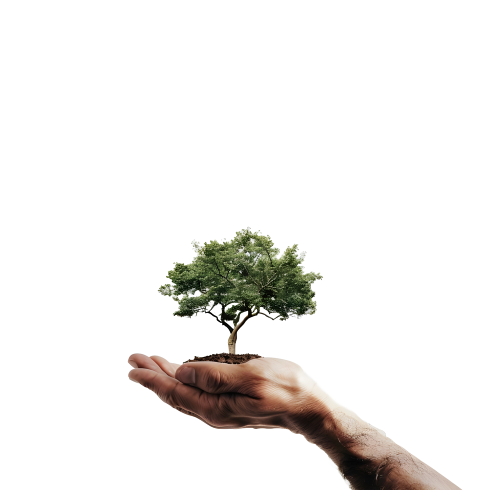 A small tree holding a human hand on transparent background png