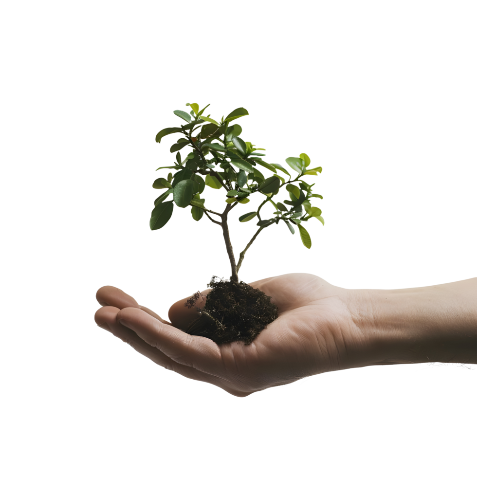 A small tree holding a human hand on transparent background png