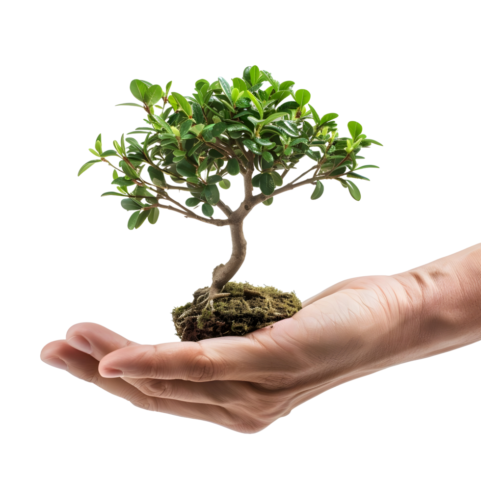 A small tree holding a human hand on transparent background png