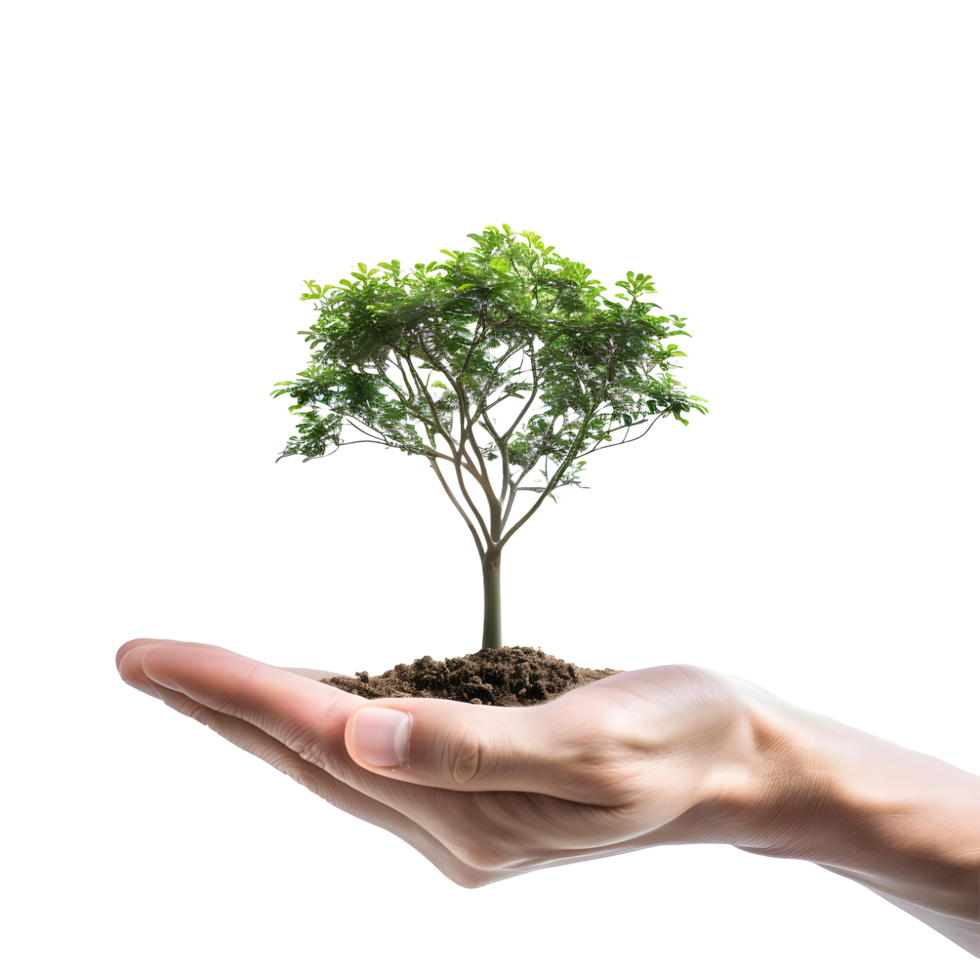 A small tree holding a human hand on transparent background png