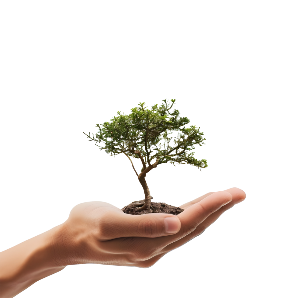 A small tree holding a human hand on transparent background png