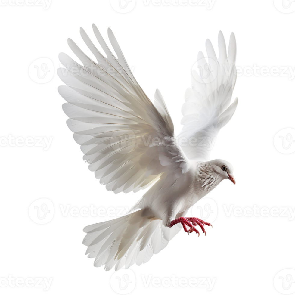 Cute Dove or Pigeon Flying on Transparent Background png