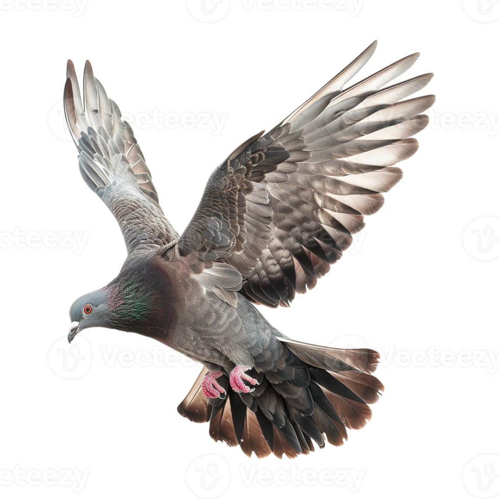 Cute Dove or Pigeon Flying on Transparent Background png