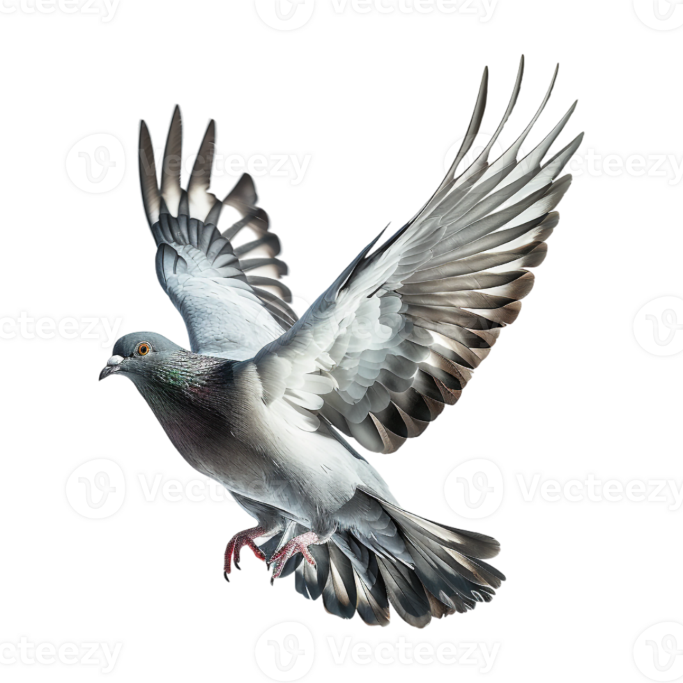 Cute Dove or Pigeon Flying on Transparent Background png
