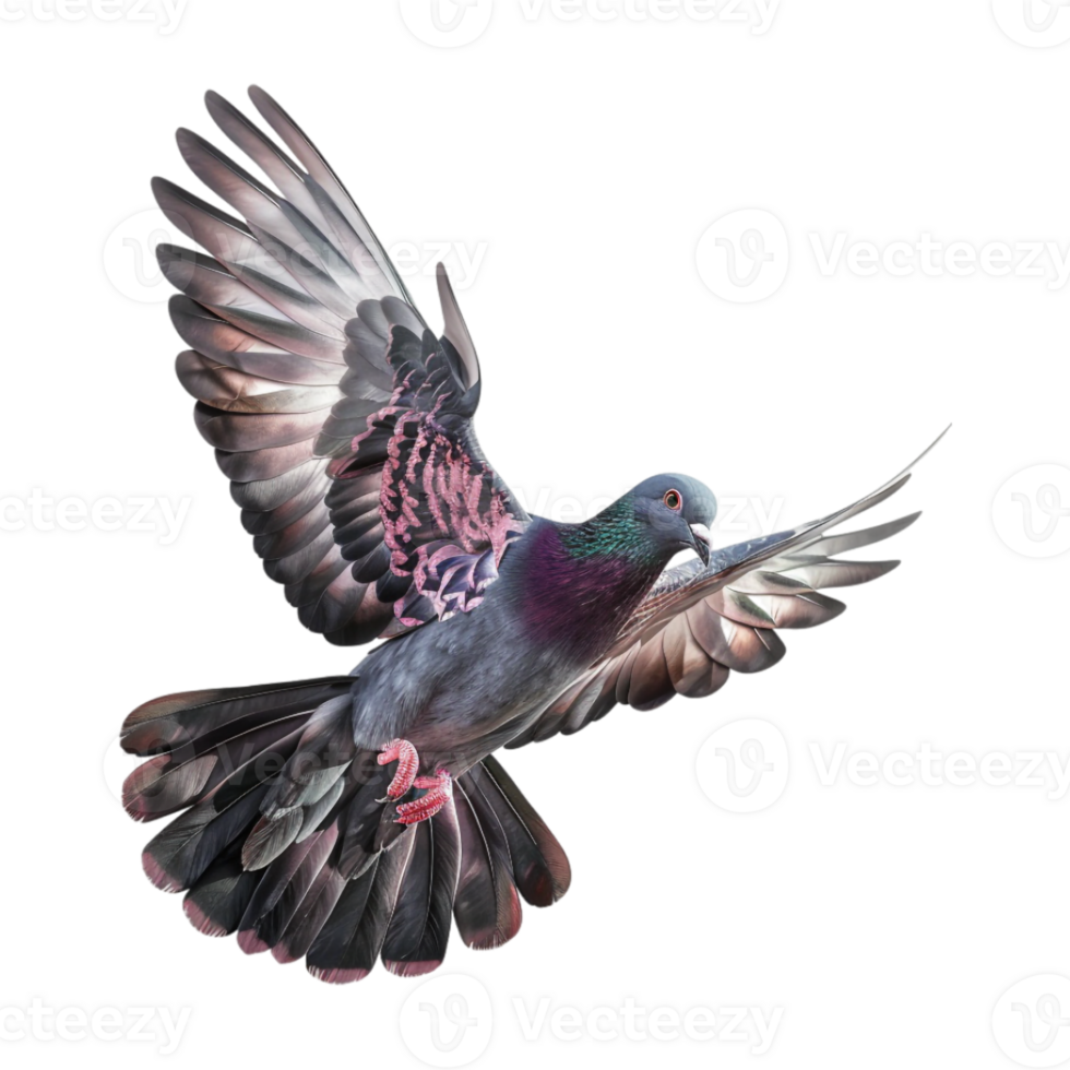 Cute Dove or Pigeon Flying on Transparent Background png