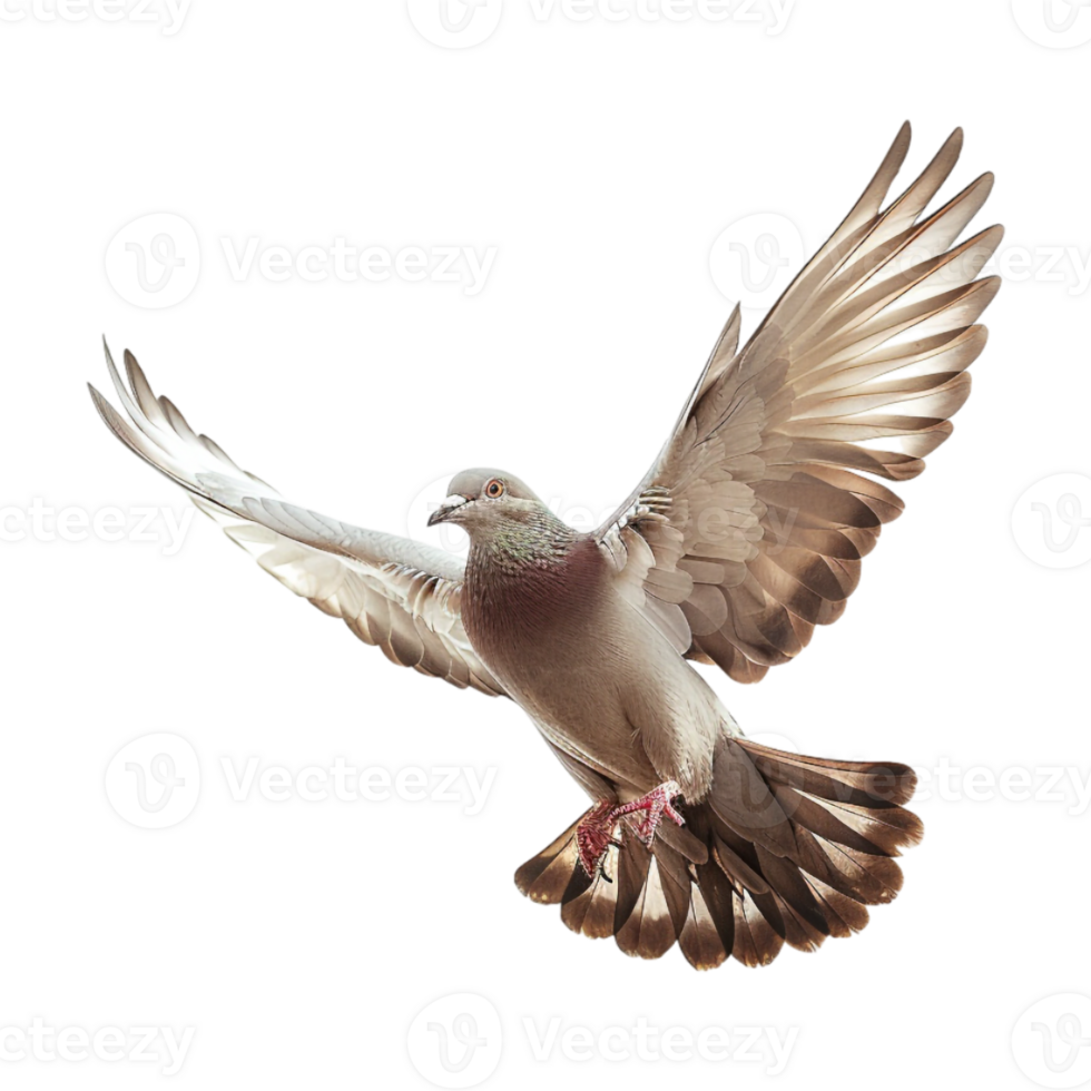 Cute Dove or Pigeon Flying on Transparent Background png