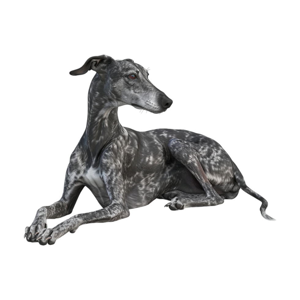 Whippet Dog breed on Transparent Background png