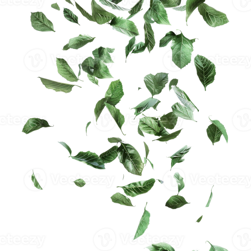 Leaves Flying in Air on Transparent Background png