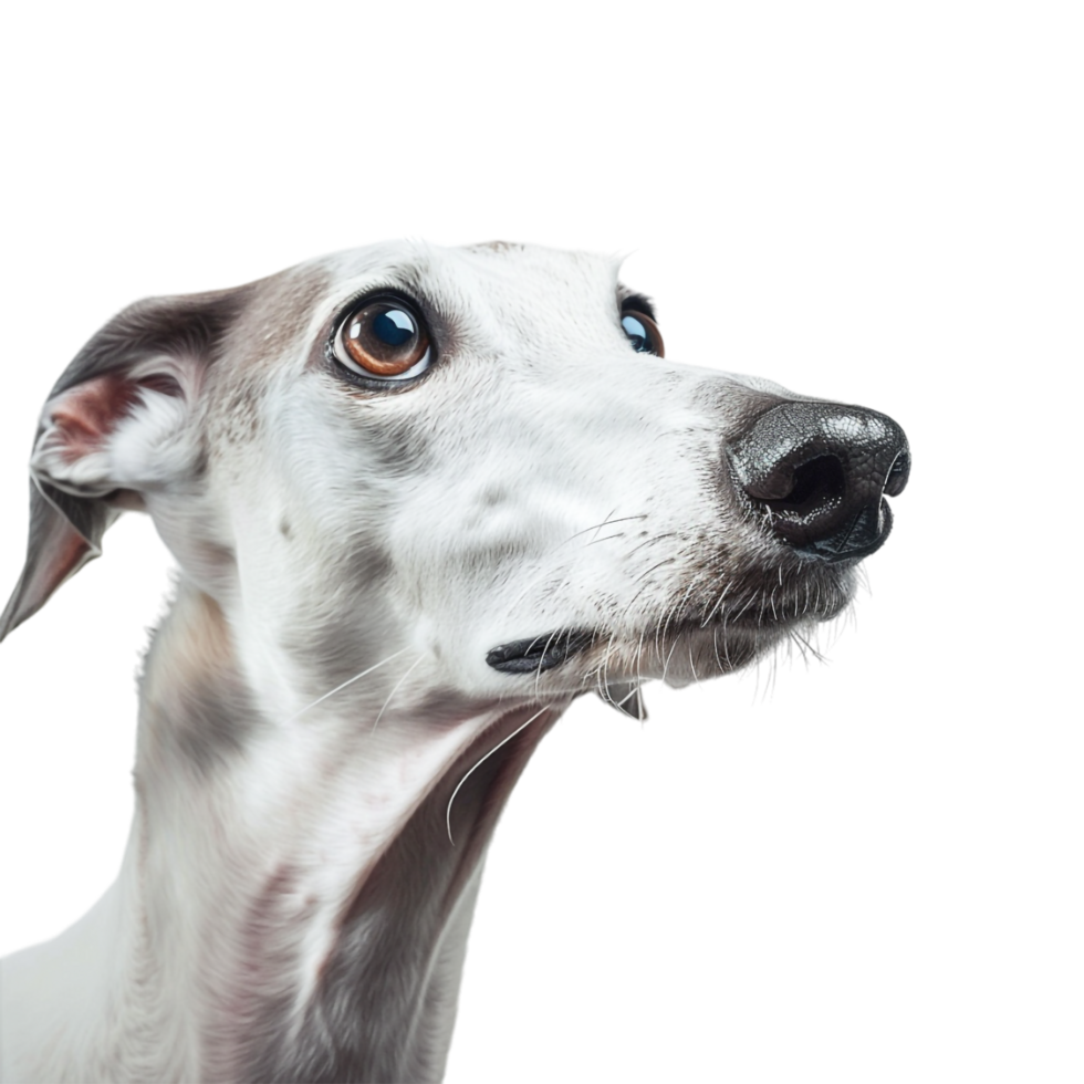 Whippet Dog breed on Transparent Background png