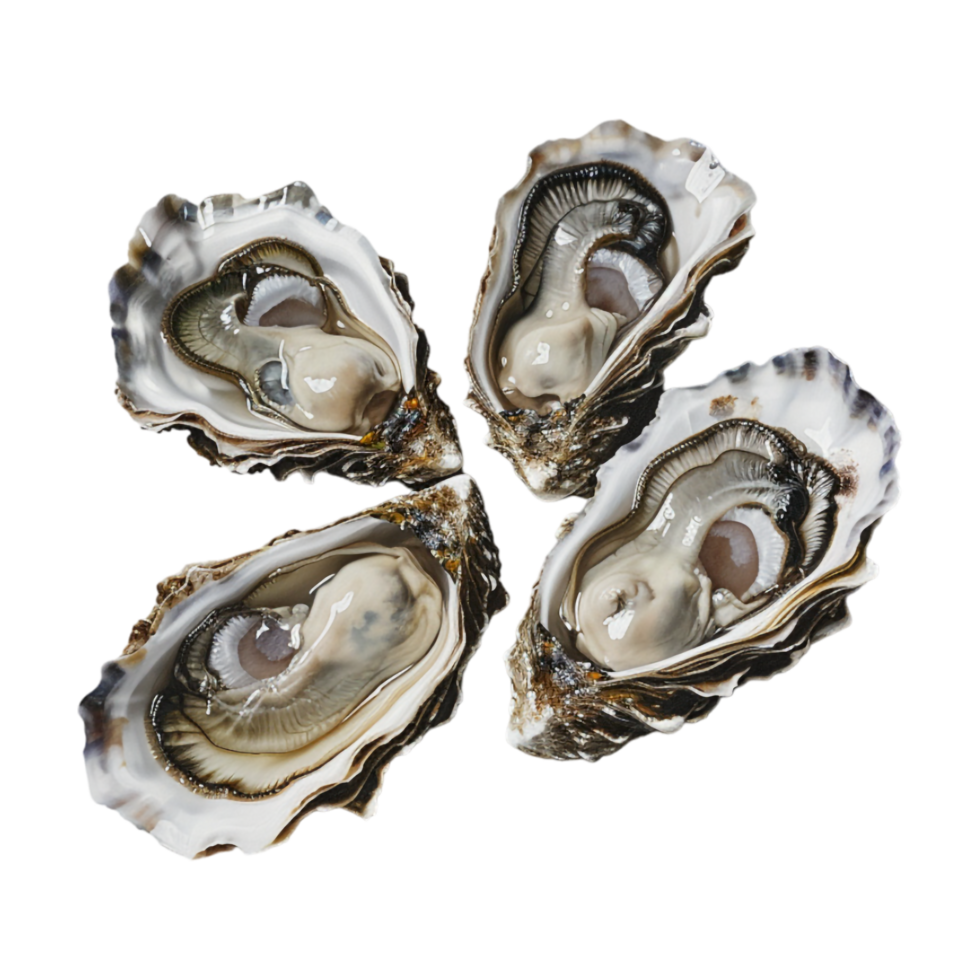 Oyster Seafood on Transparent Background png