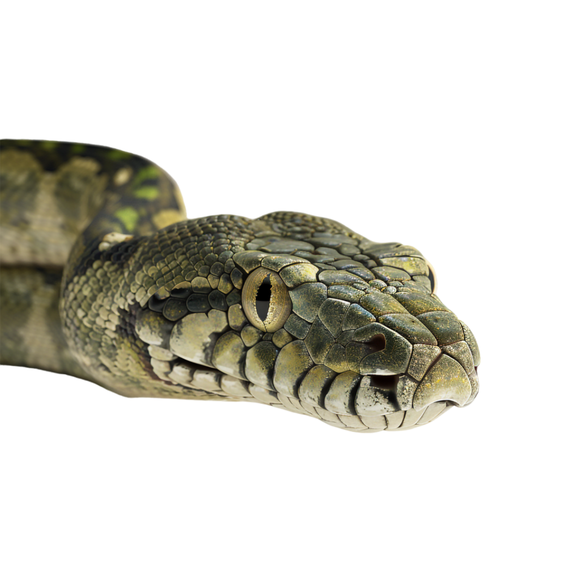 Python Snake on Transparent Background 47828351 PNG