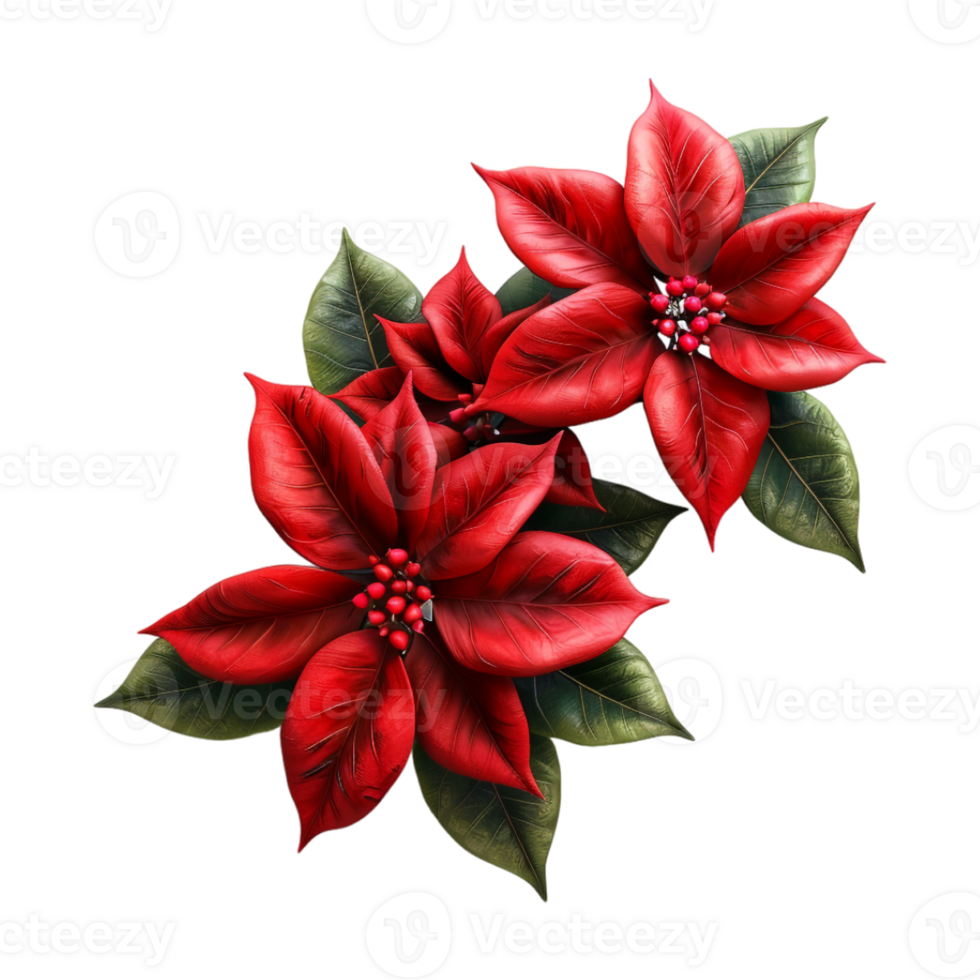 Poinsettia Plant on Transparent Background png