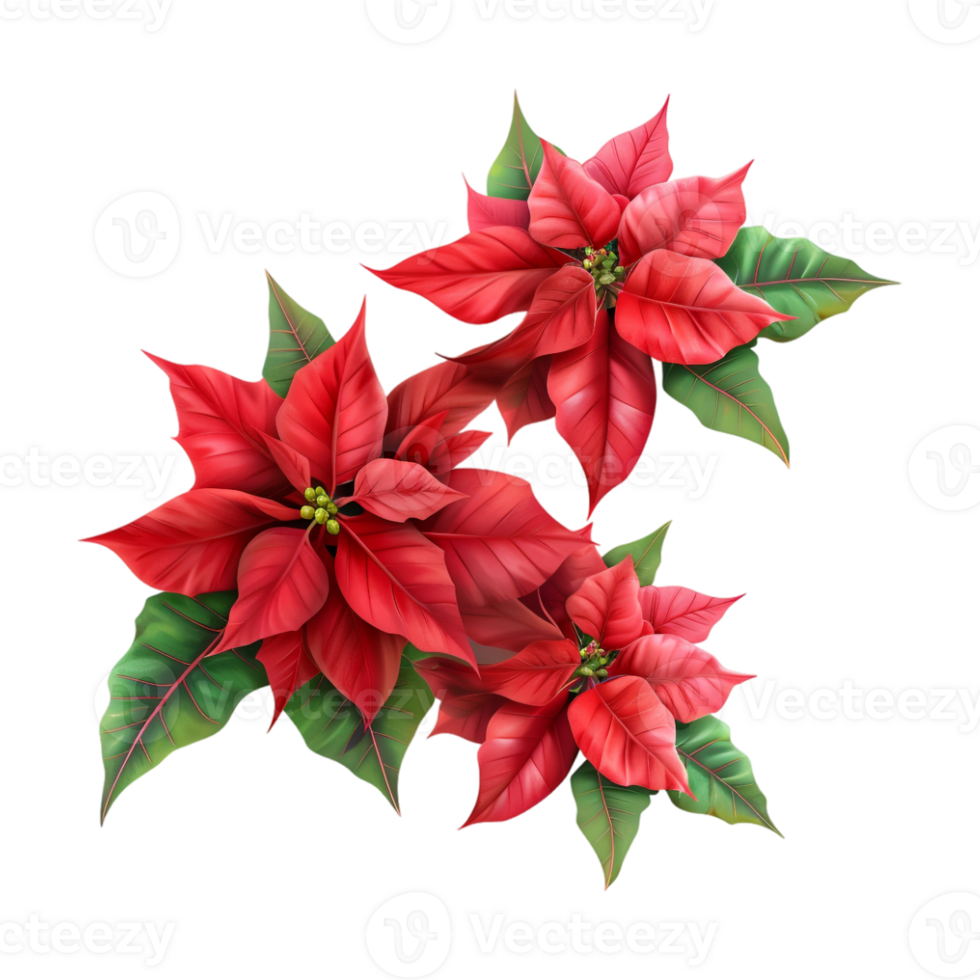 Poinsettia Plant on Transparent Background png