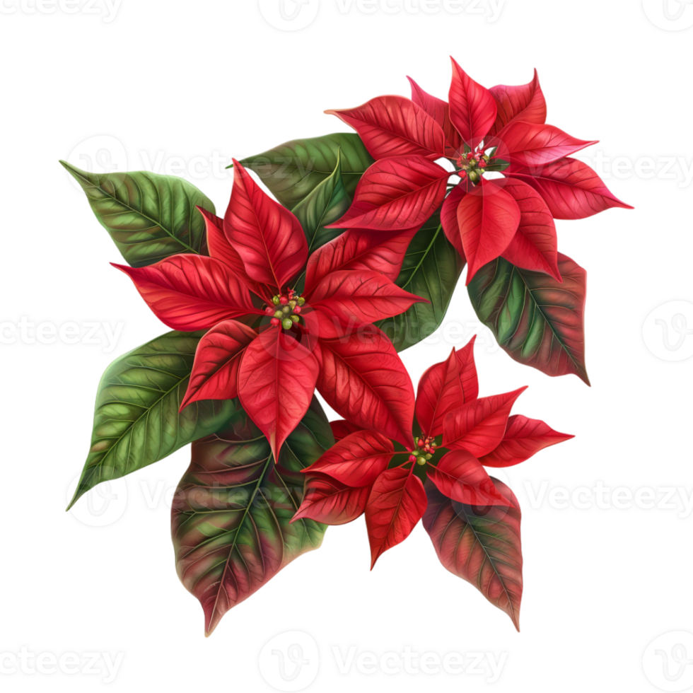 Poinsettia Plant on Transparent Background png