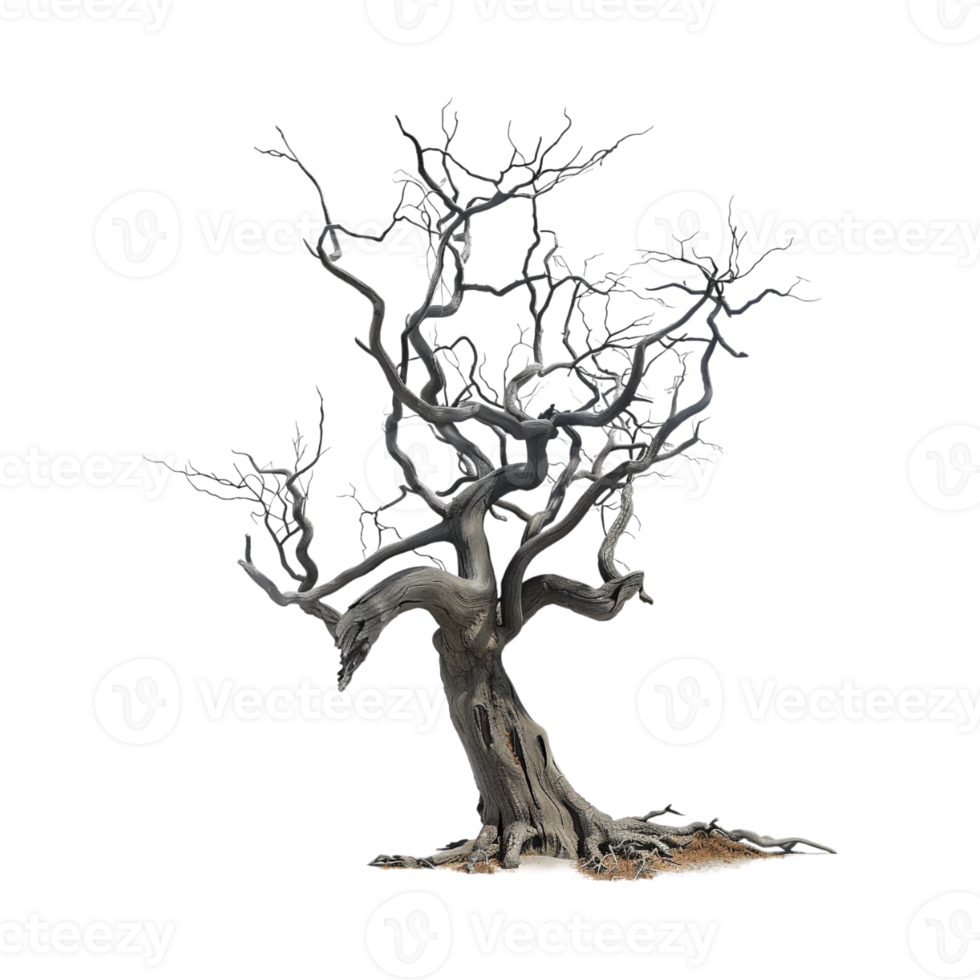 Autumn Tree Without Leaves on Transparent Background png