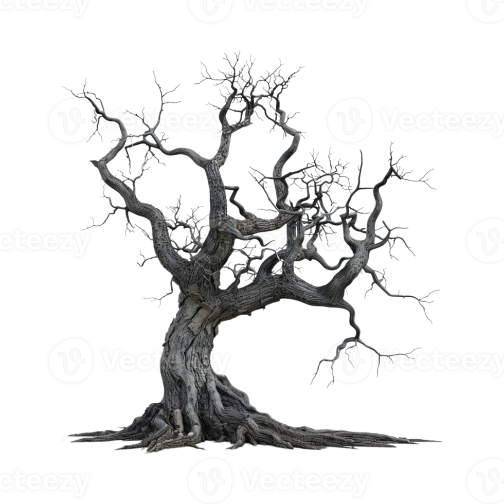 Autumn Tree Without Leaves on Transparent Background png