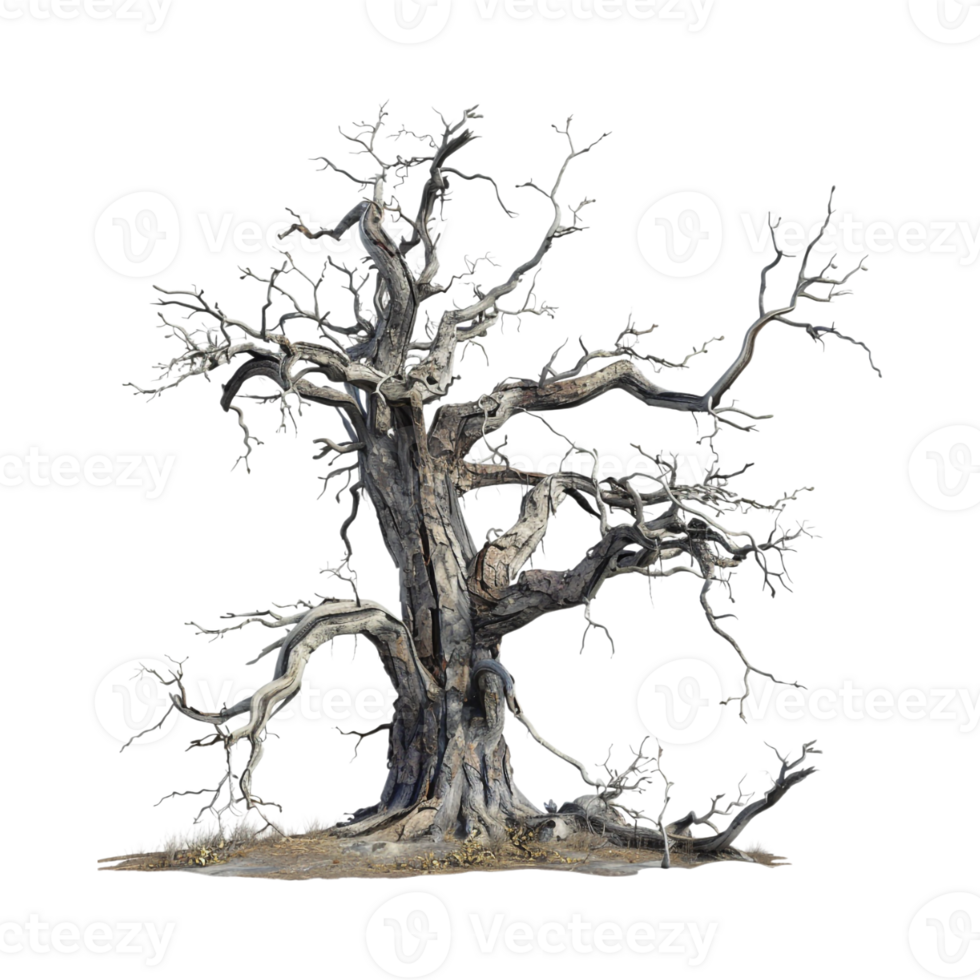 Autumn Tree Without Leaves on Transparent Background png