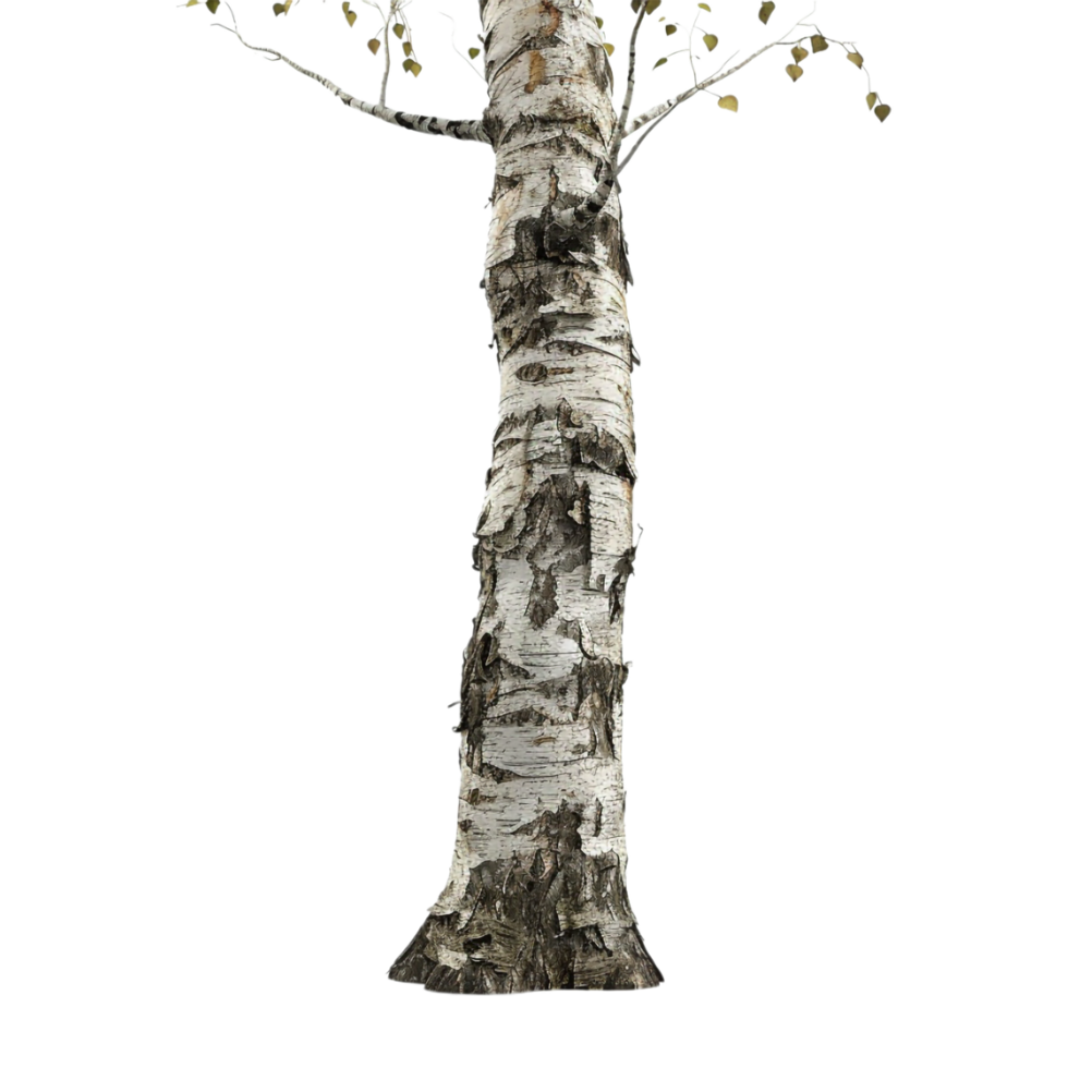 Tree Wooden Stump Long on Transparent Background png
