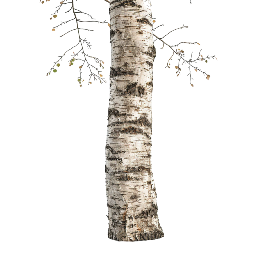 Tree Wooden Stump Long on Transparent Background png
