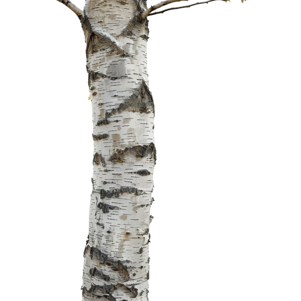 Tree Wooden Stump Long on Transparent Background png