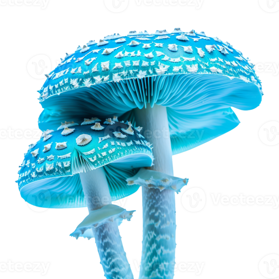 Cyan Mushroom on Transparent Background png