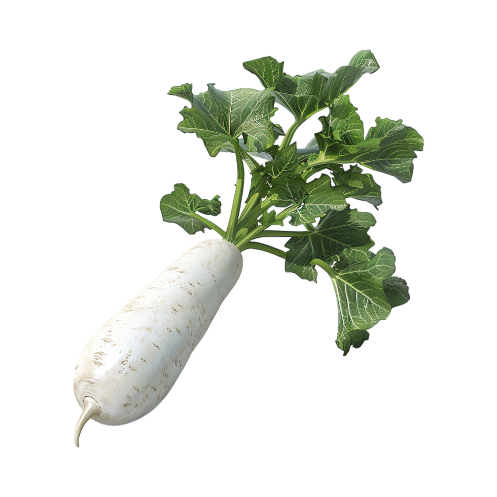 White Radish on Transparent Background png