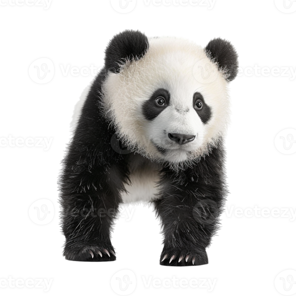 Bear Standing Winter on Transparent Background png