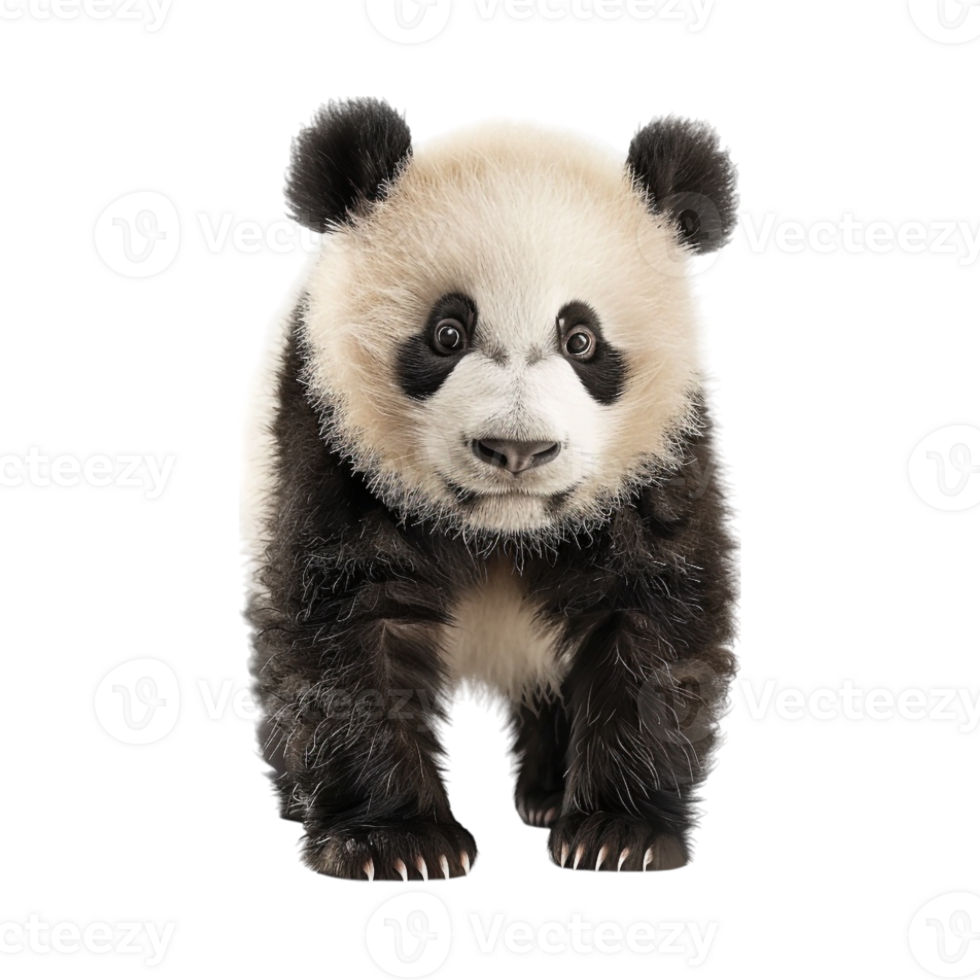 Bear Standing Winter on Transparent Background png