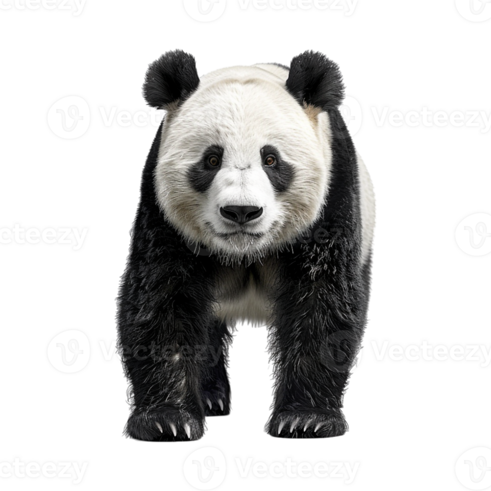 Bear Standing Winter on Transparent Background png