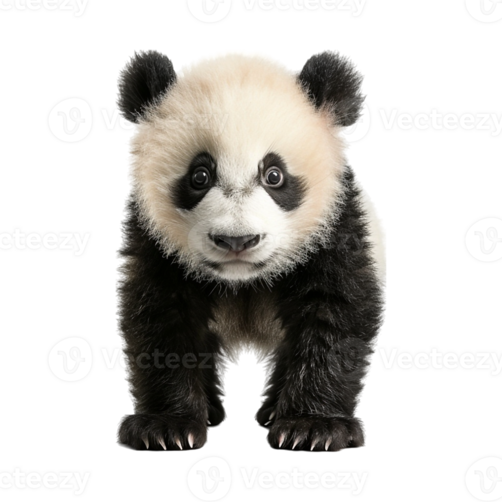 Bear Standing Winter on Transparent Background png