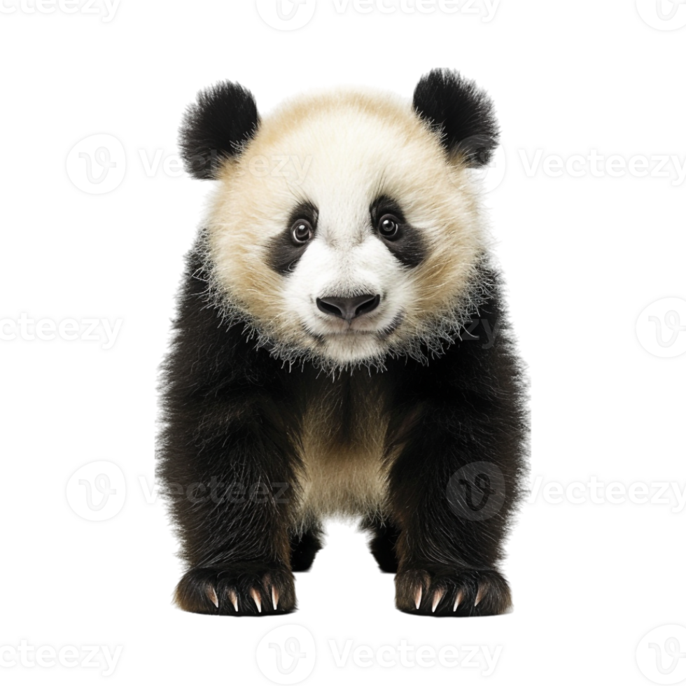 Bear Standing Winter on Transparent Background png