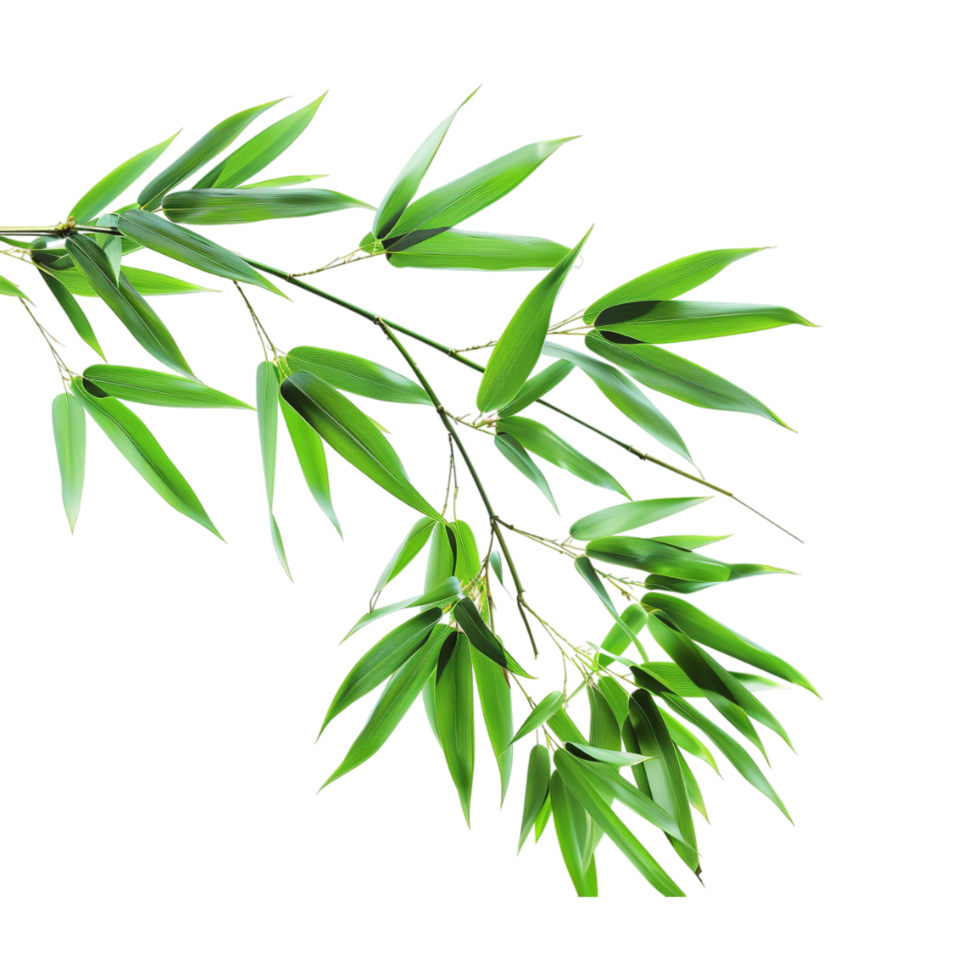 Dark green leaves of bamboo on Transparent Background png
