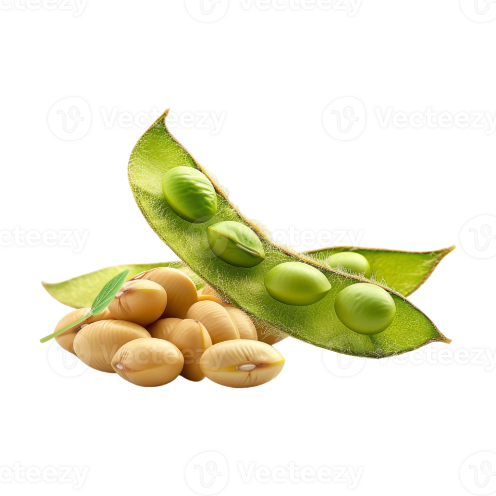 Soybeans on Transparent Background png