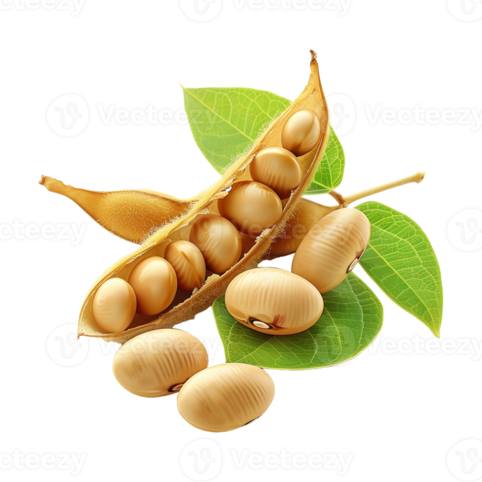 Soybeans on Transparent Background png