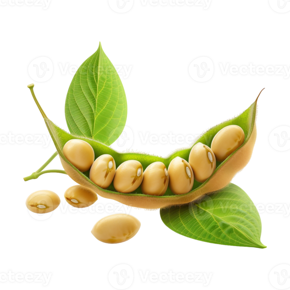 Soybeans on Transparent Background png