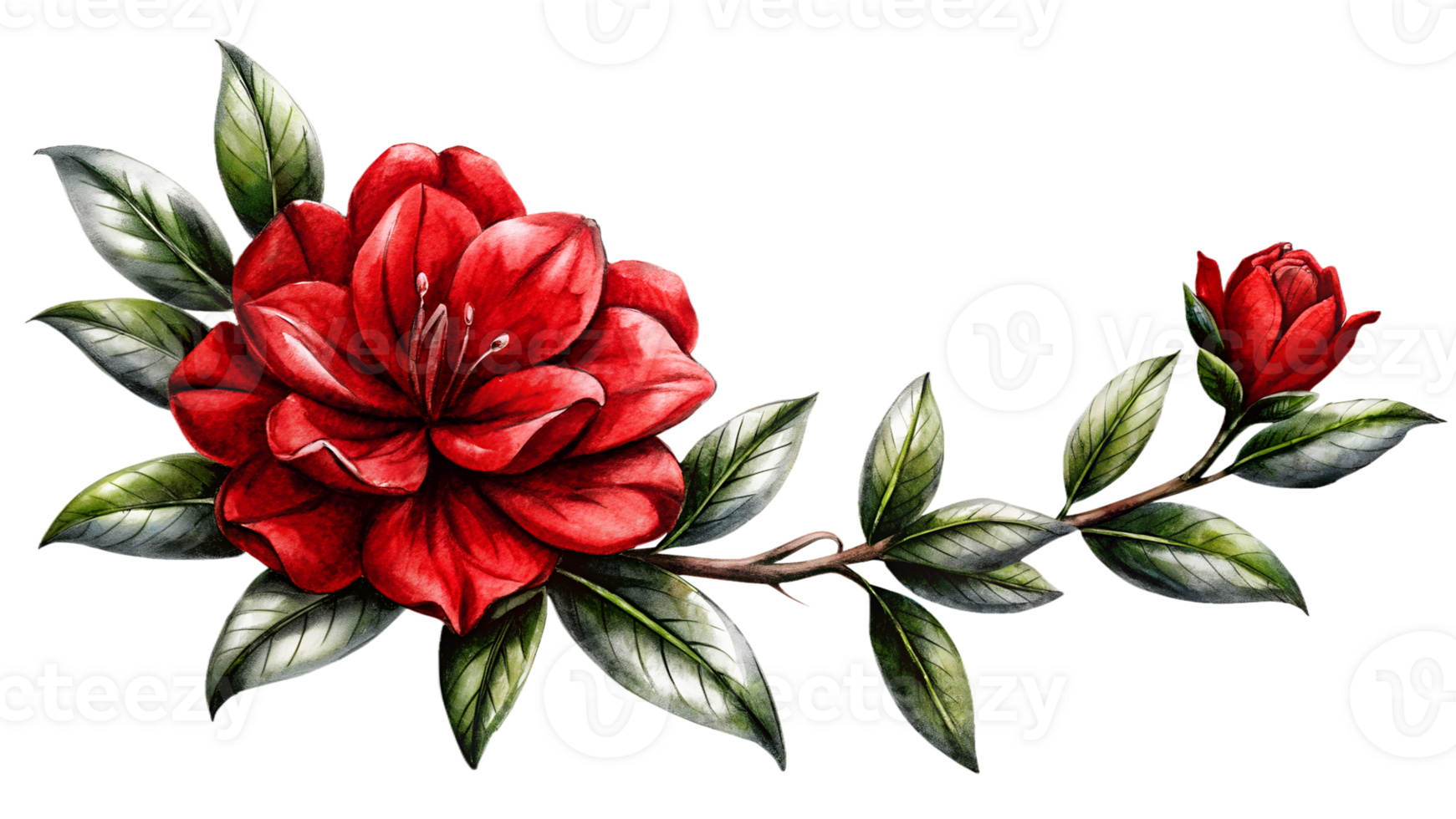 Beautiful red camellia flower with green leaves on a branch, detailed and vibrant botanical illustration. png