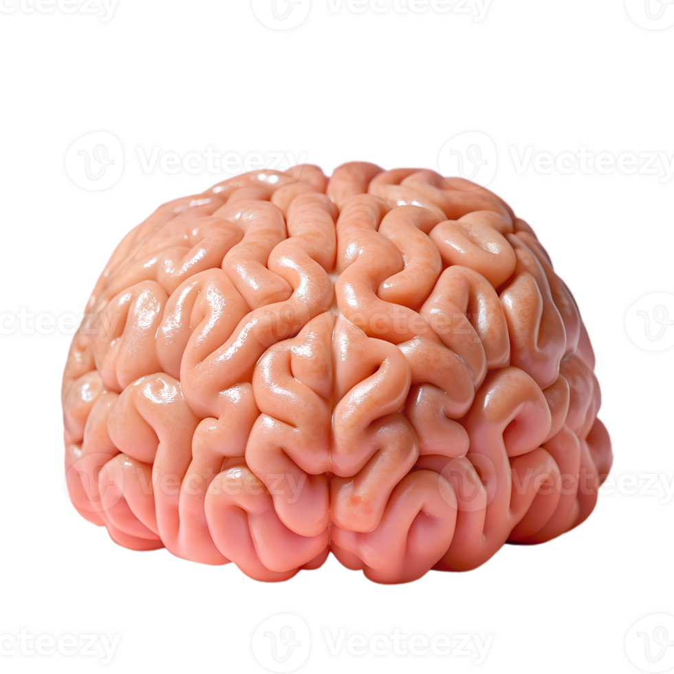Close-up of a human brain model, showcasing detailed anatomy and structure, perfect for educational and scientific use. png