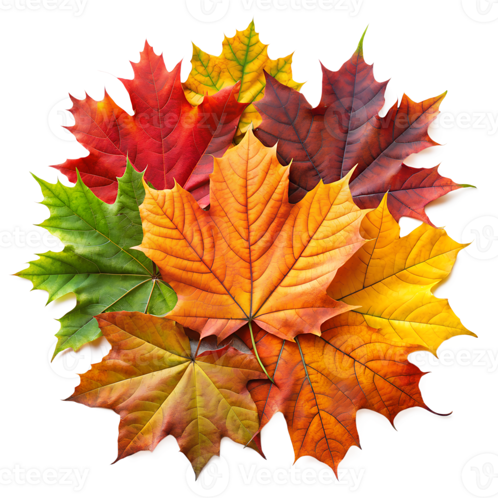 A vibrant collection of autumn leaves in various colors, showcasing the beauty of fall foliage and nature's seasonal transformation. png