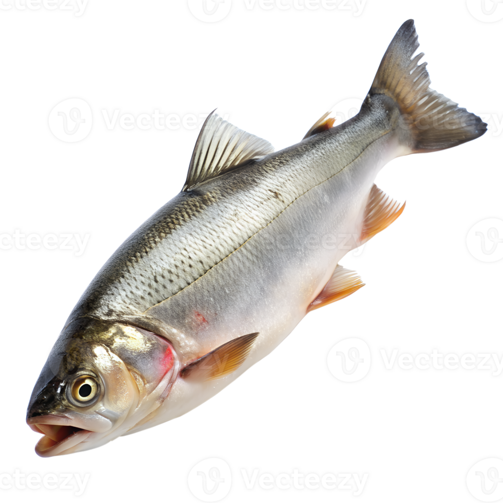 High-quality image of a fresh raw fish isolated on a white background, suitable for culinary and seafood presentations. png