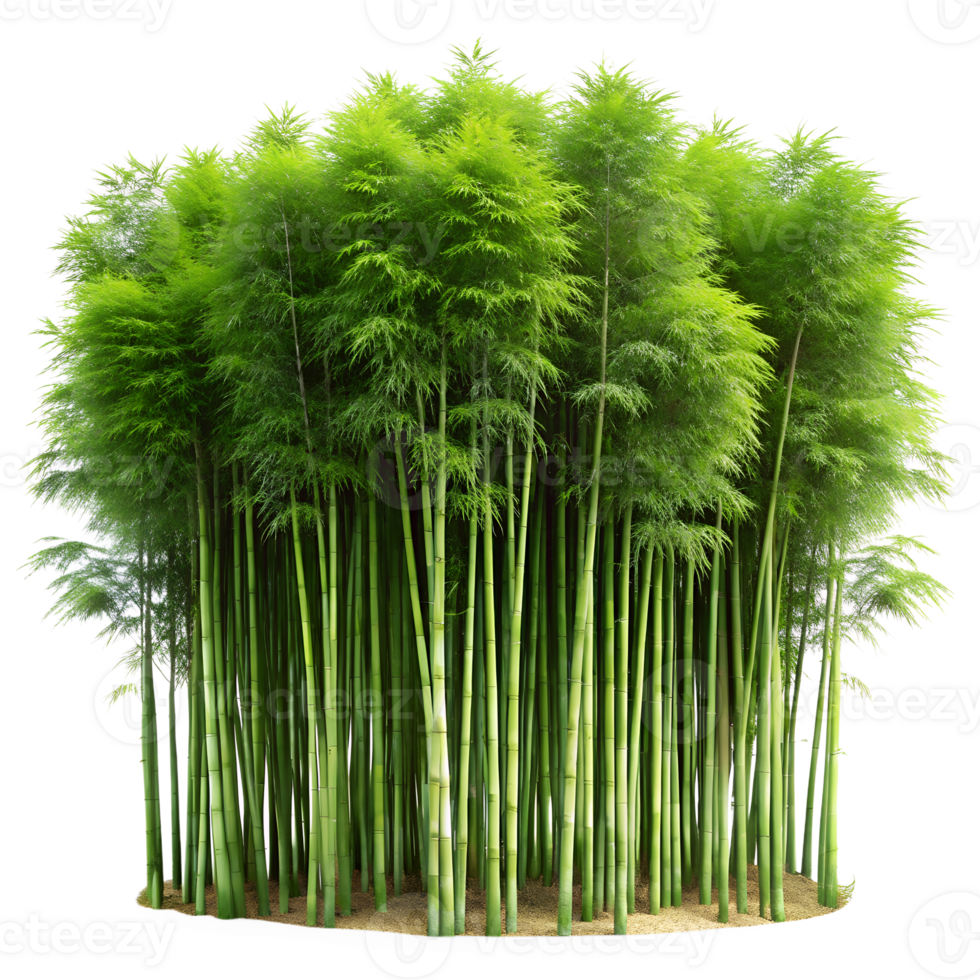 Lush bamboo forest with tall green stalks and dense foliage, ideal for nature backgrounds and eco-friendly themes. png